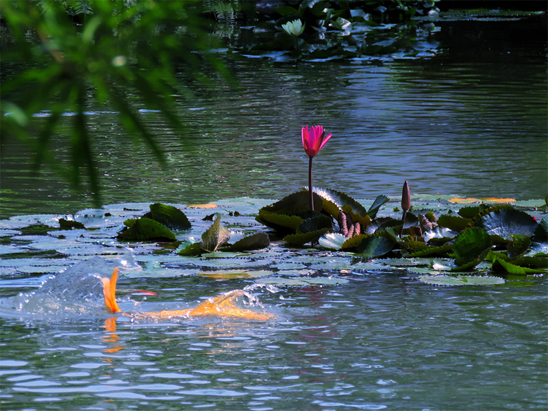 池塘水质检测常见指标