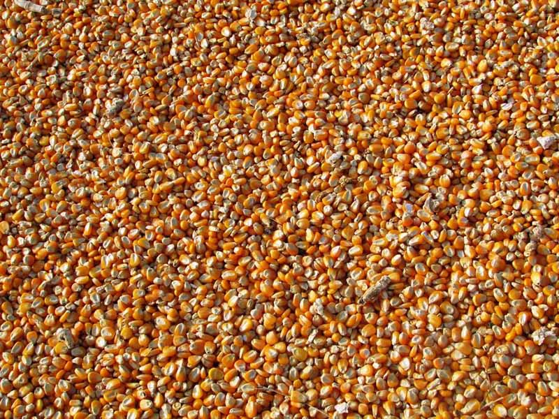 粮食中黄曲霉毒素B₁是什么